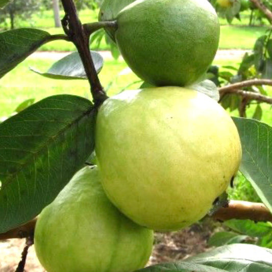 Pink Guava, 3 Gallon Pot, Fruiting