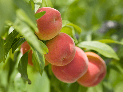 Harvester Peach Tree - 6 feet tall