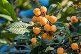 Golden Nugget Loquat Tree