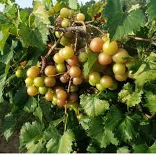 Pam Muscadine Plant