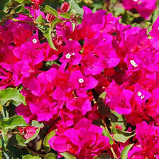 Exotic Bougainvillea Plant