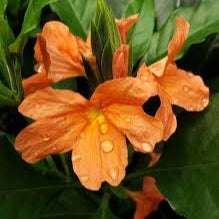 Crossandra Florida Sunset Plant (Kanakambaram)