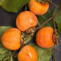 Nikita’s Gift Grafted Persimmon Tree