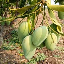 Grafted Mallika Mango, 3 Gallon Pot