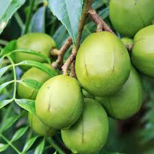 Dwarf June Plum, 10 Gallon Pot