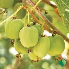Issai Cold Hardy Kiwi