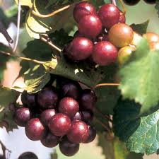 Georgia Red Muscadines