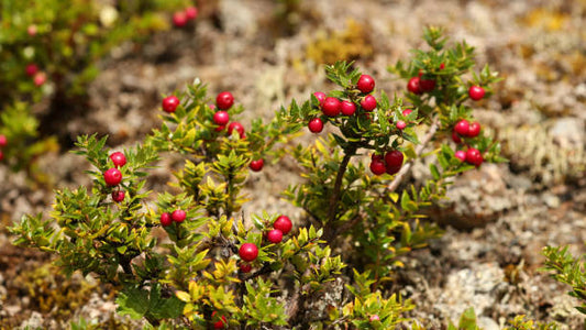 'Chilean' Guava
