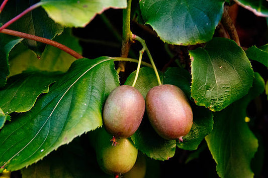 Hardy Red Kiwi Plant - 1 gallon pot