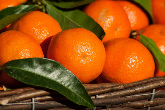'Miho Wase' Satsuma Mandarin