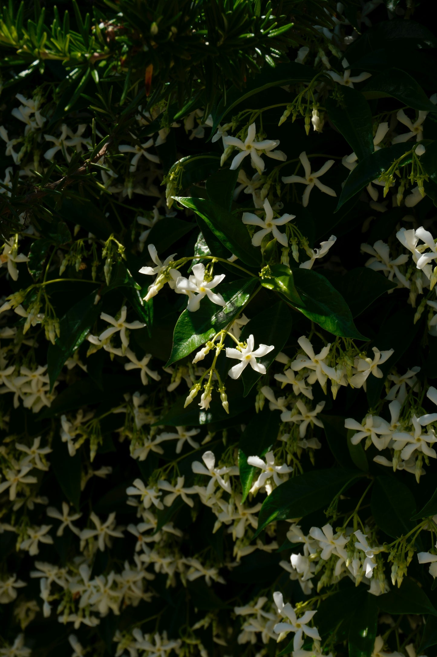 Confederate/Star Jasmine