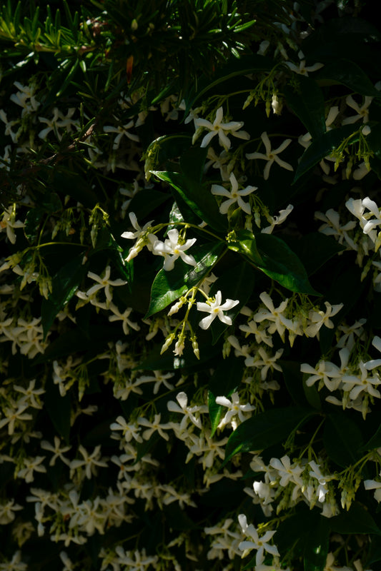 Confederate/Star Jasmine