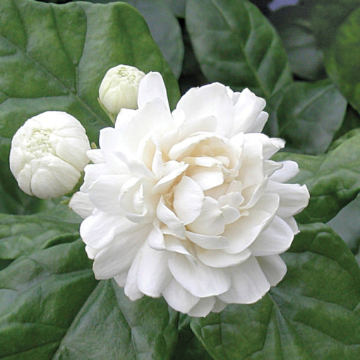 Sambac Jasmine, 3 Gallon Pot