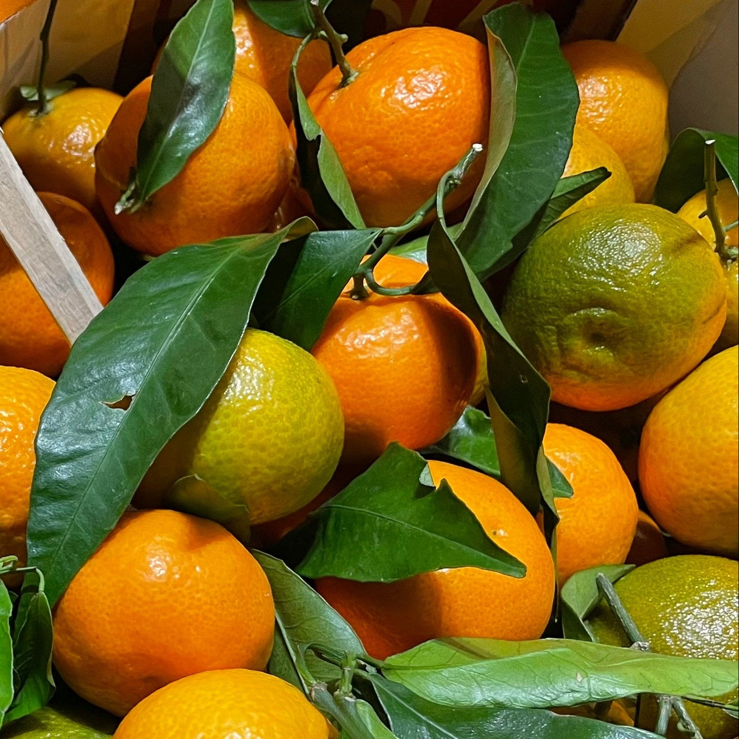 'Orange Frost' Satsuma Mandarin - Grafted
