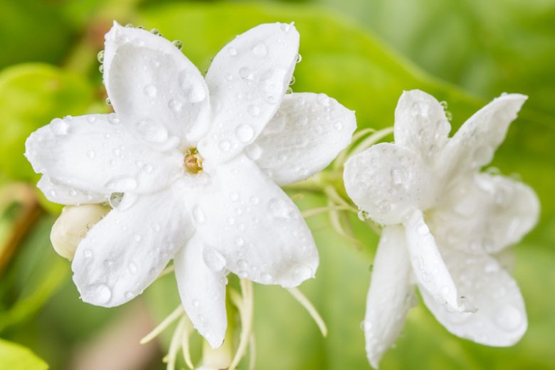 Arabian Jasmine Plant