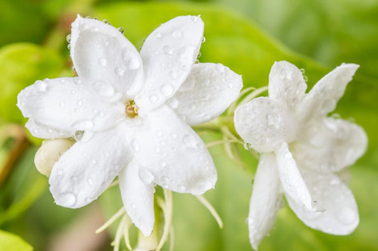 Arabian Jasmine Plant