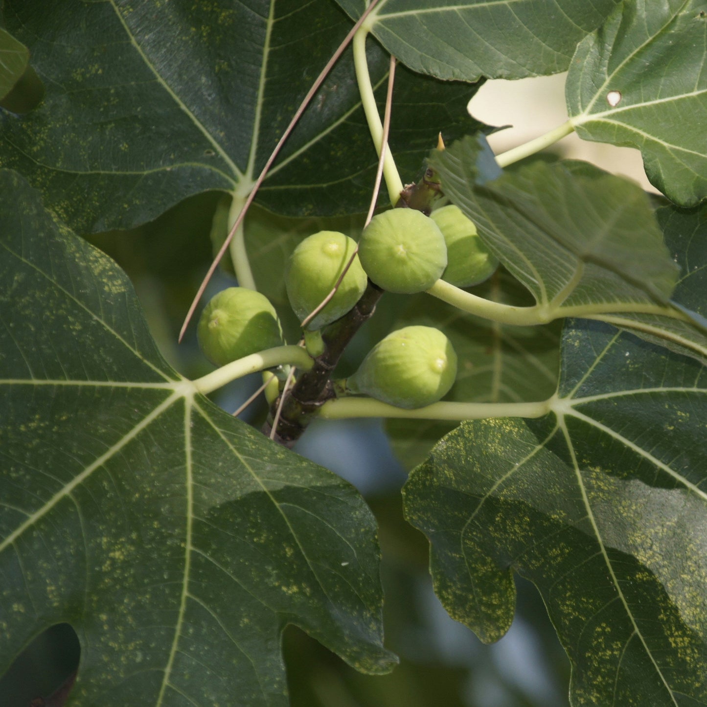 'Desert King' Fig