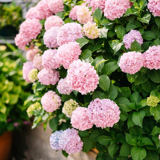 Pink Hydrangea Plant, 3 Gallon Pot