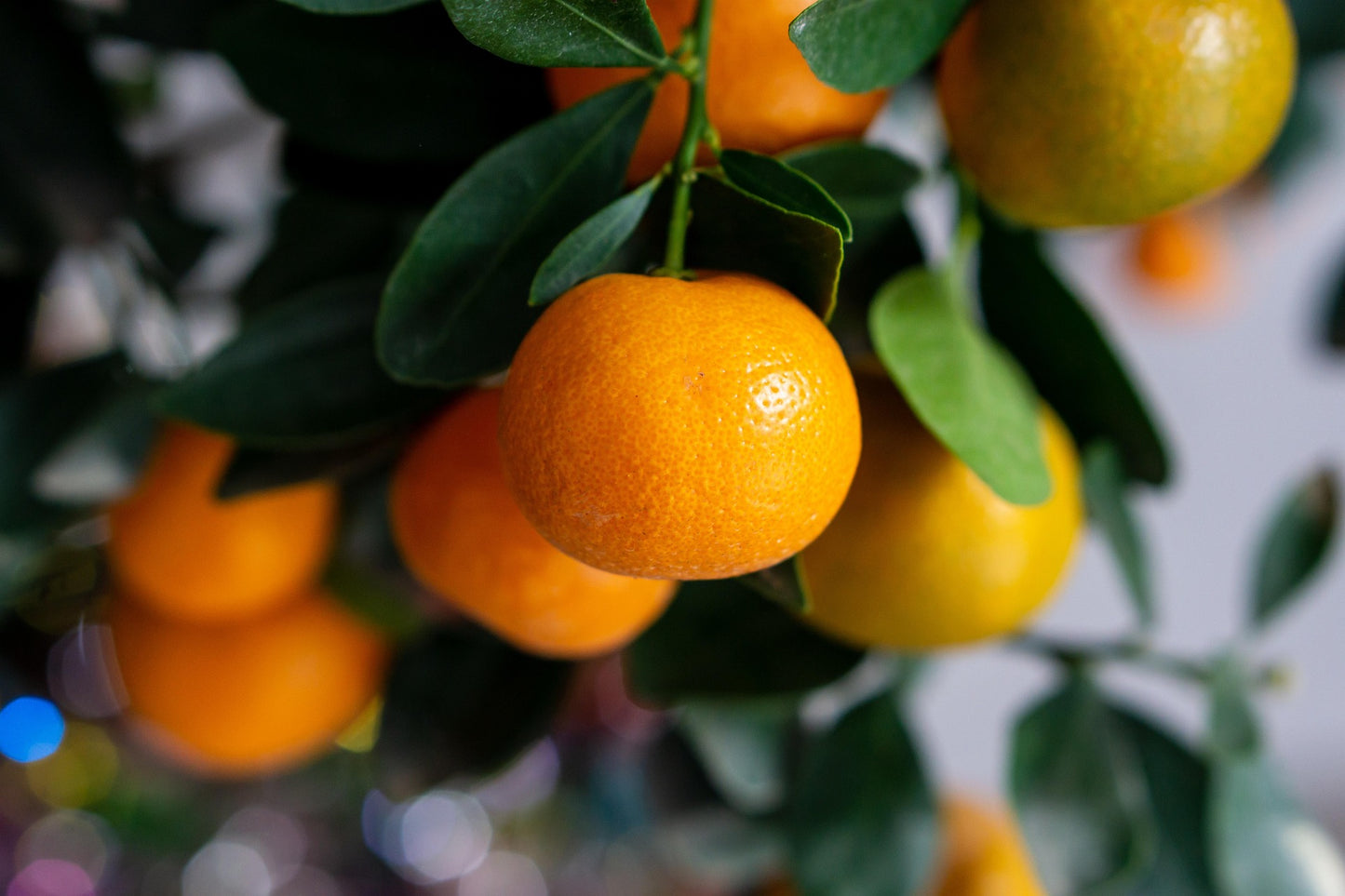 'Meiwa' Kumquat - Grafted