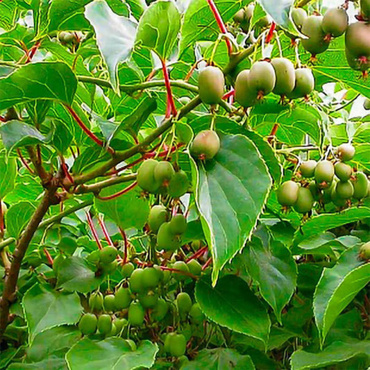 Issai Kiwi Plant, 1 Gallon Pot