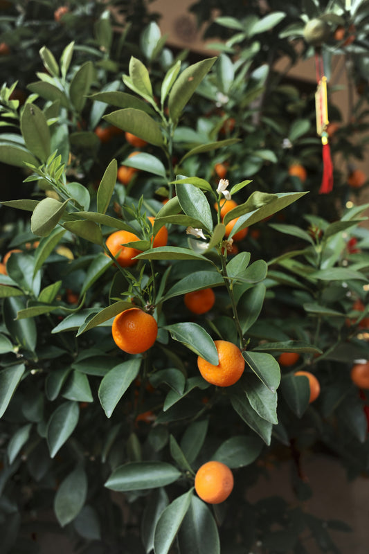 Fukushu Kumquat - Grafted