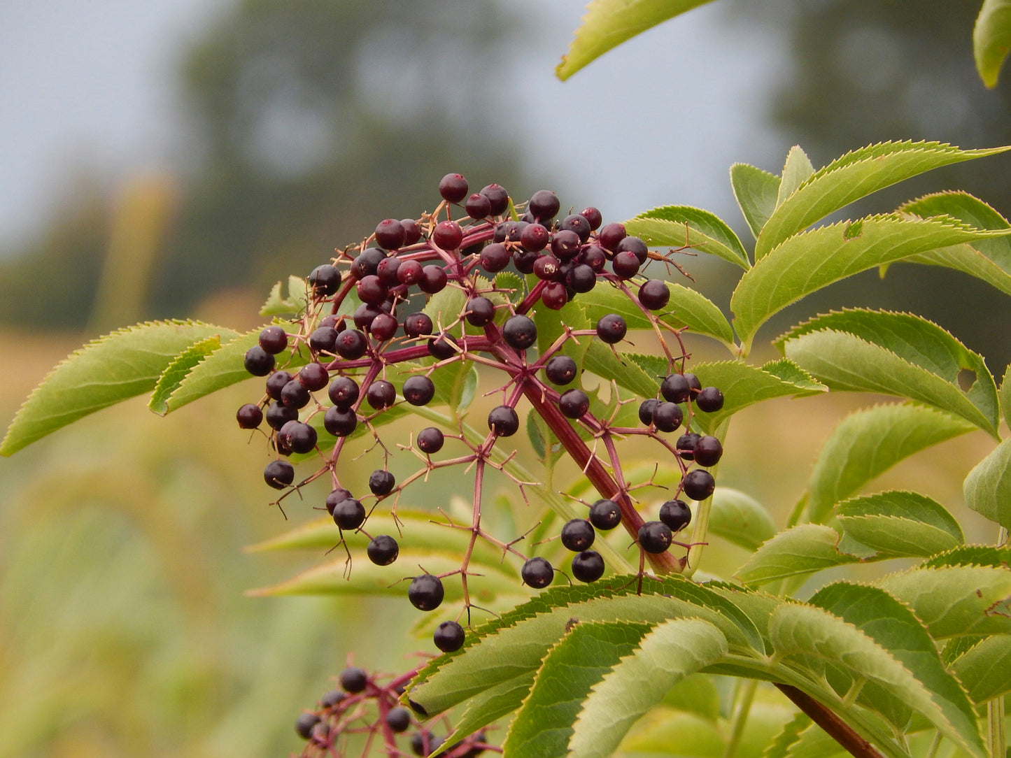 Adams Elderberry
