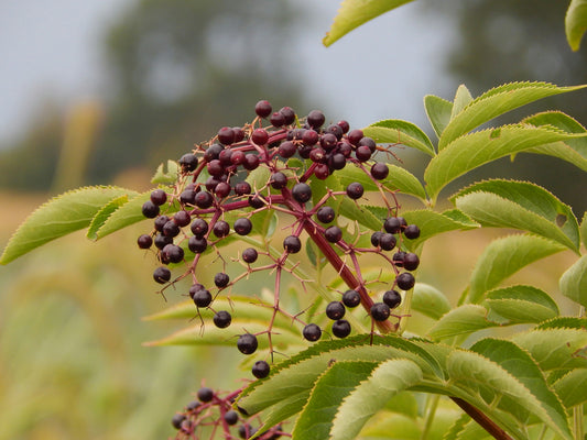 Adams Elderberry