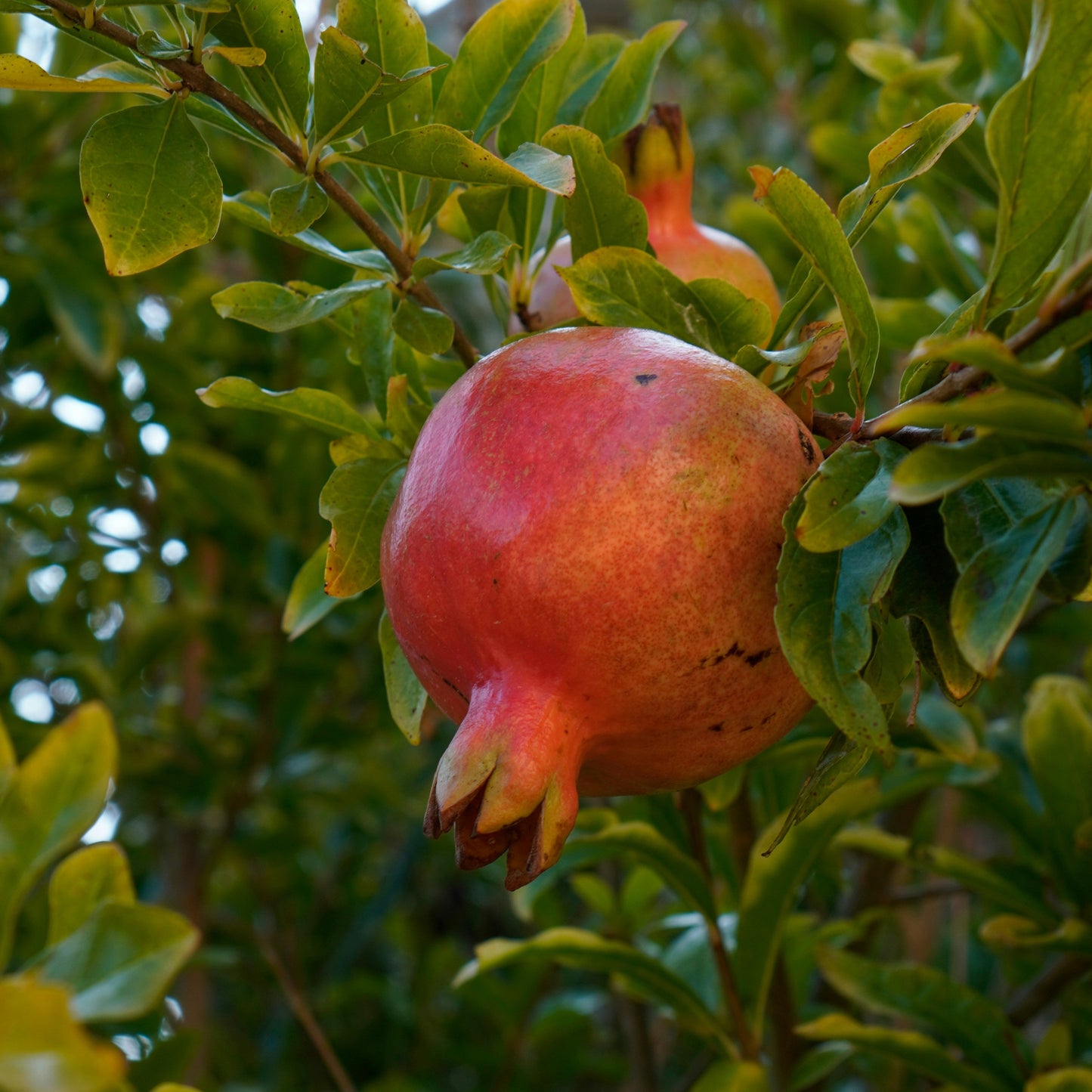 Ambrosia Pomegranate Tree