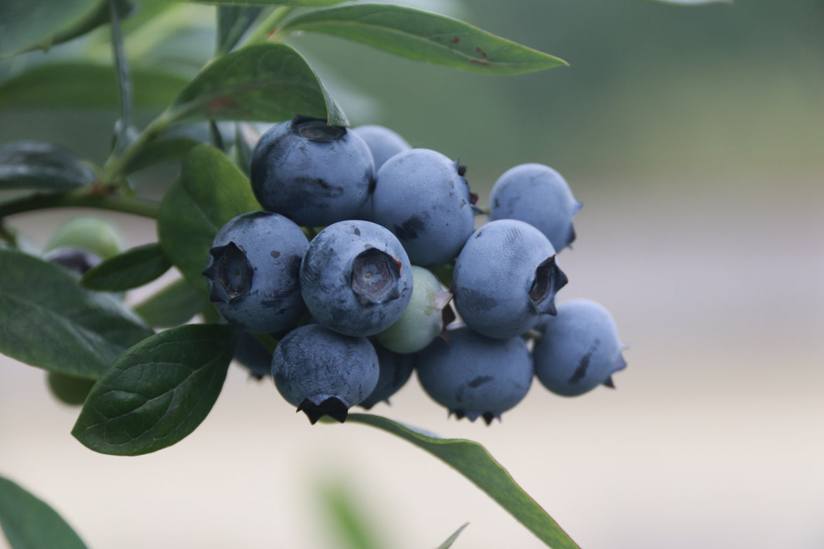 'Toro' Blueberry