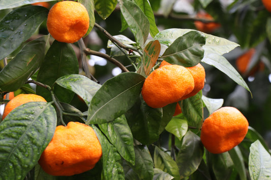 Changsha Mandarin Tree - Grafted