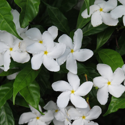 Pinwheel Jasmine - 3 Gallon Pot