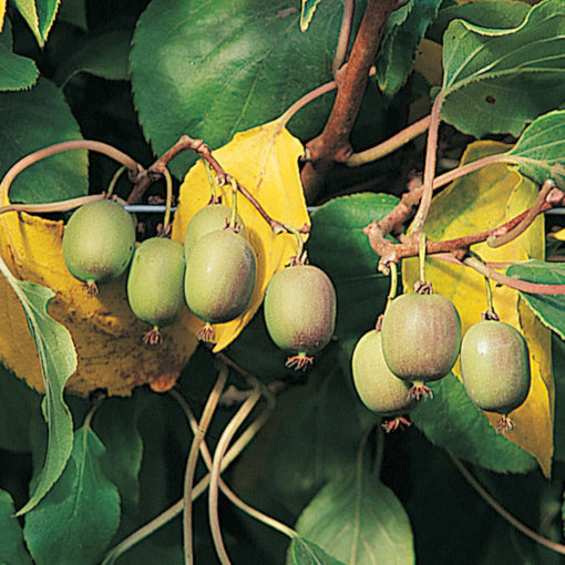 Clark's Male Hardy Kiwi Plant