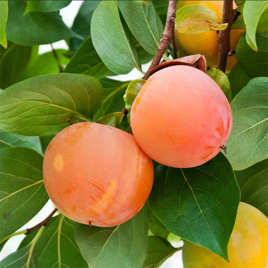 Giant Fuyu Persimmon Tree, Grafted, 5 Gallon Pot
