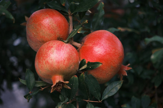 Nikitski - Ranni R19 Pomegranate Tree