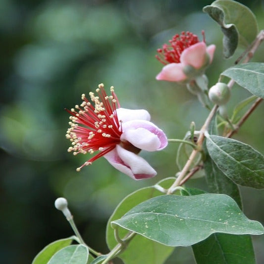'Apollo' Pineapple Guava