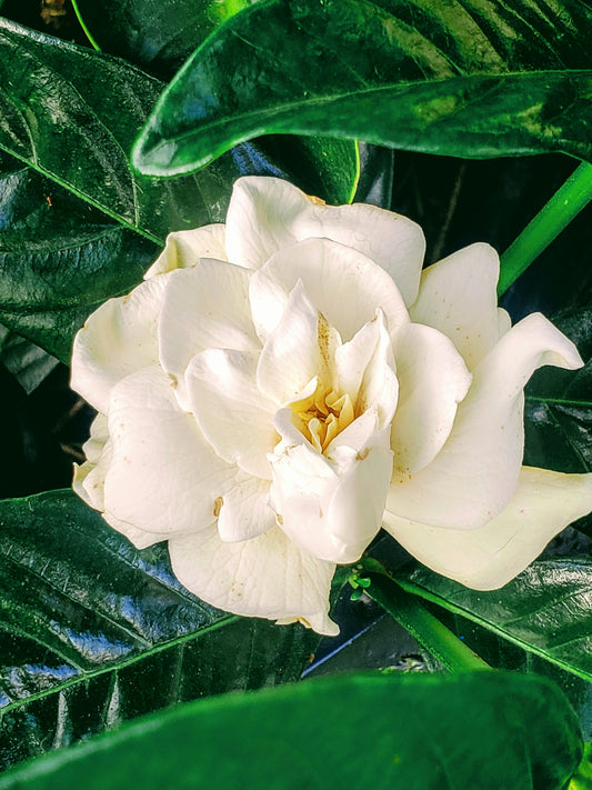 'August Beauty' Gardenia