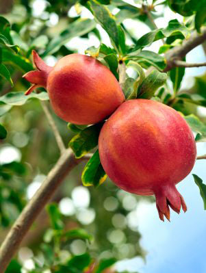 Al-sirin-nar Pomegranate Tree