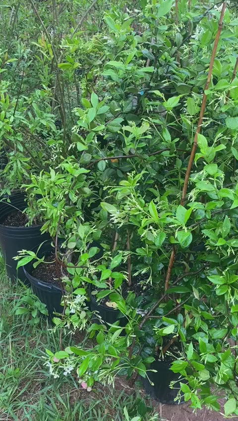 Confederate ( Star ) Jasmine 5G