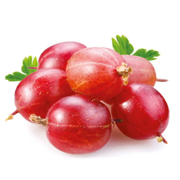 Red Hinnonmaki Gooseberry Plant