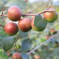 Chico Jujube Tree – 10 Gallon Pot (Grafted)