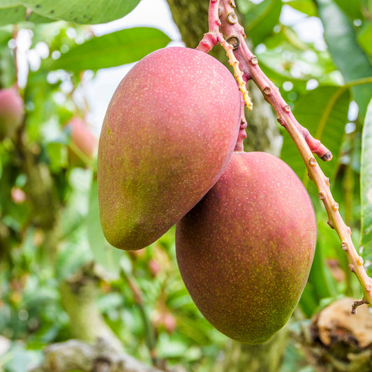 Mallika Mango Tree, 5 Gallon Pot