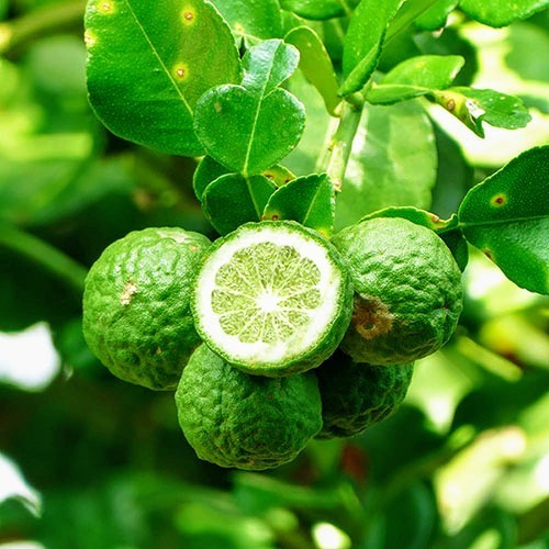 Kaffir Lime Grafted Tree, 3 Gallon Pot