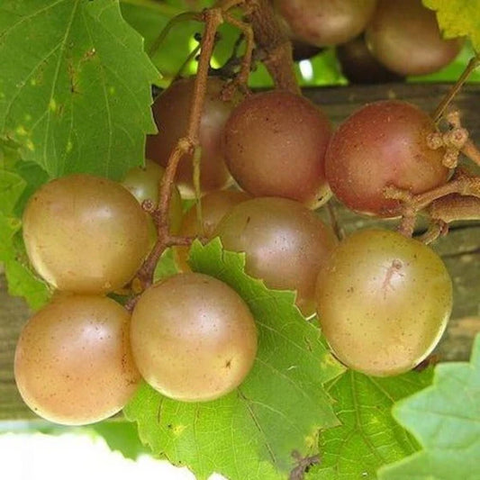 Bronze Scuppernong Muscadine Plant