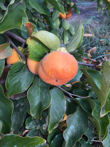 Fuyu Persimmon Tree