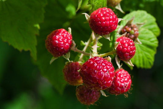 'Canby' Raspberry