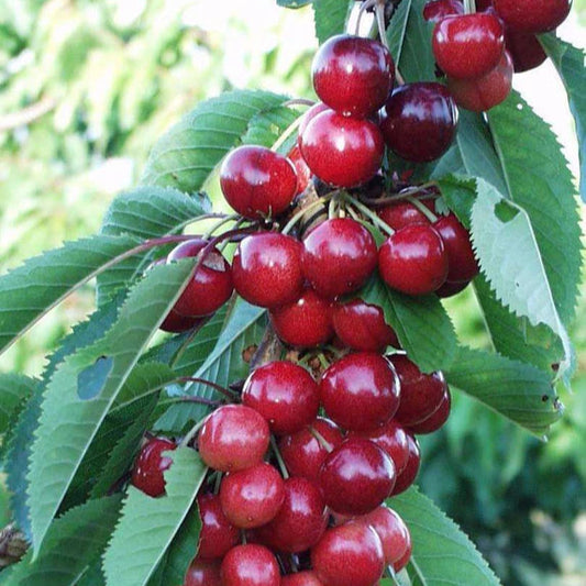 Sweetheart Cherry, grafted, 9 ft tall