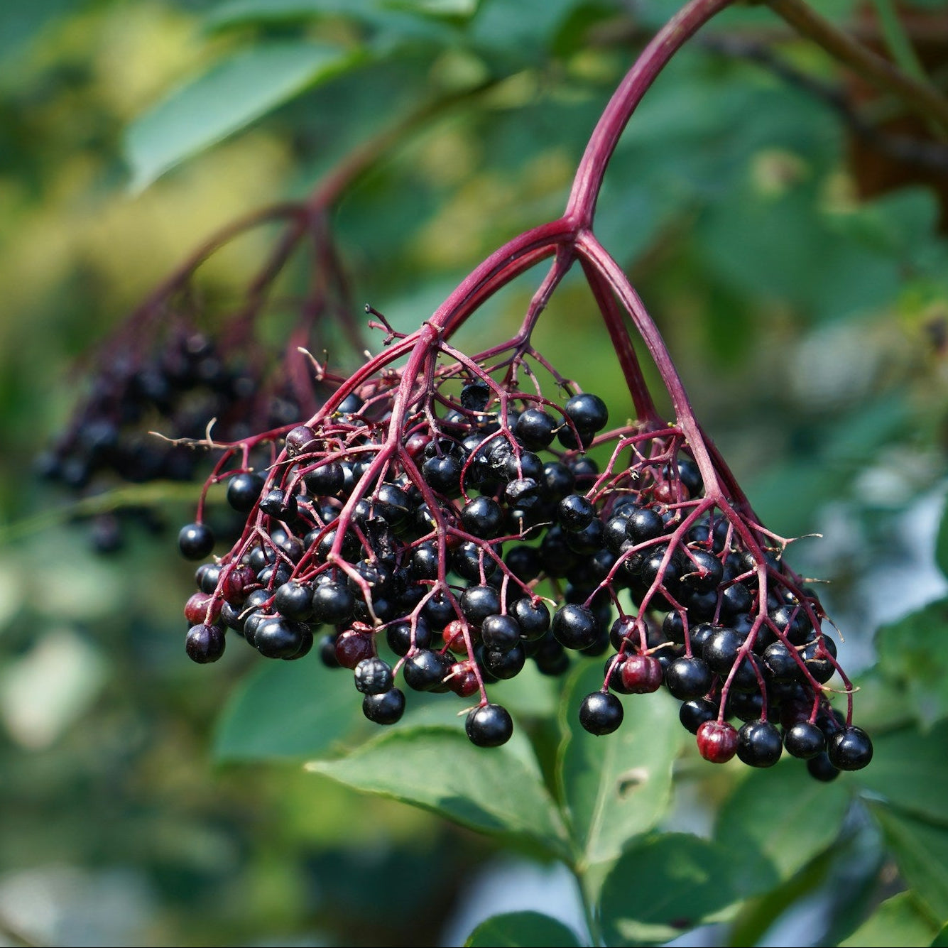 Wyldewood Elderberry