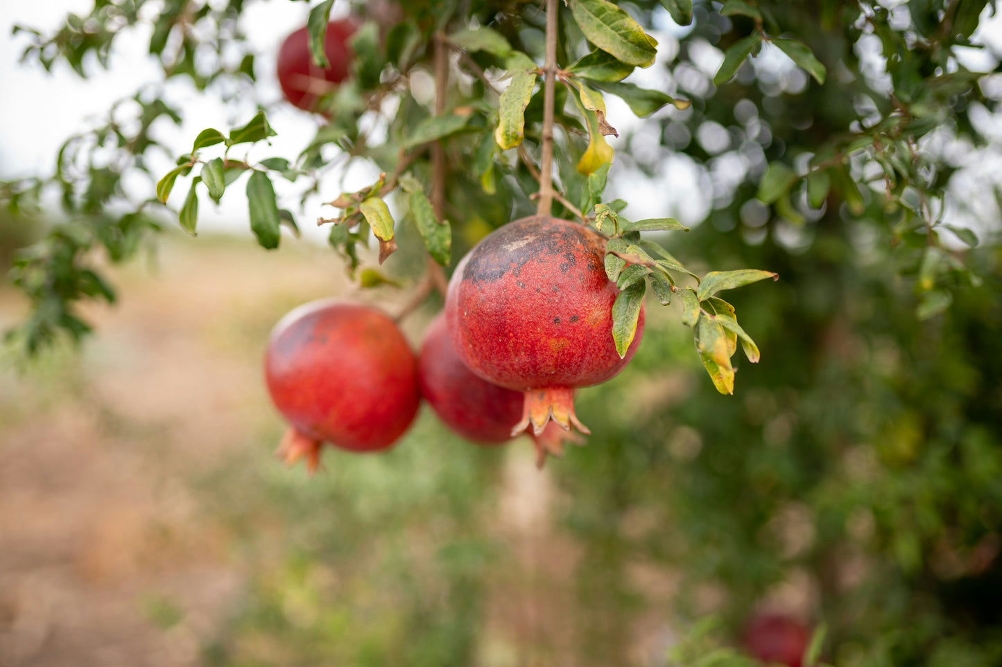 Cranberry Pomegranate
