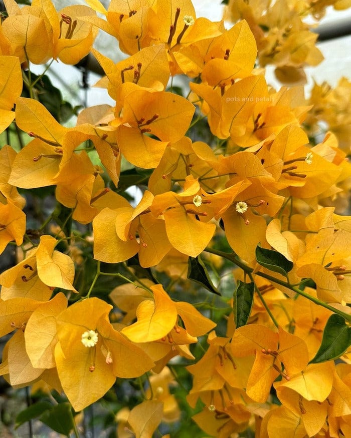 Yellow Bougainvillea - 1 Gallon Pot
