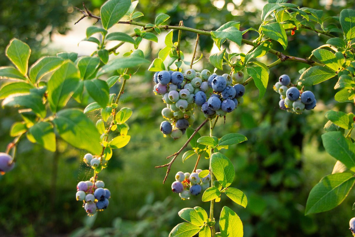 O'Neal Blueberry